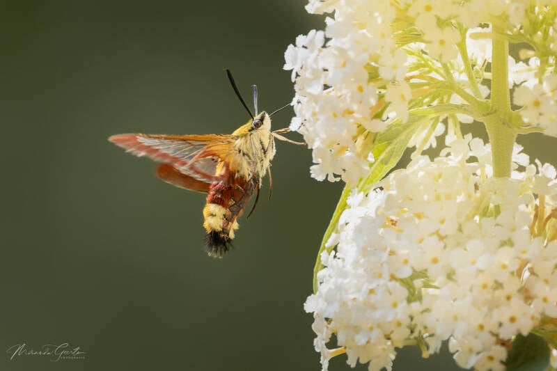 miranda-p36-glasvleugelpijlstaart-02