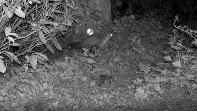 4A Herman Steenmarter