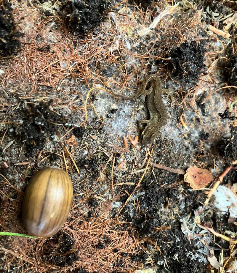 vinpootsalamander-10102025-Daphne-P15