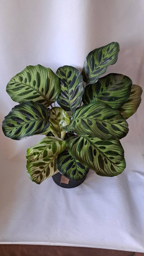 Calathea Makoyana (L)
