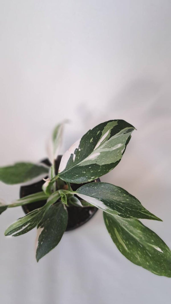 Philodendron White Princess (S)