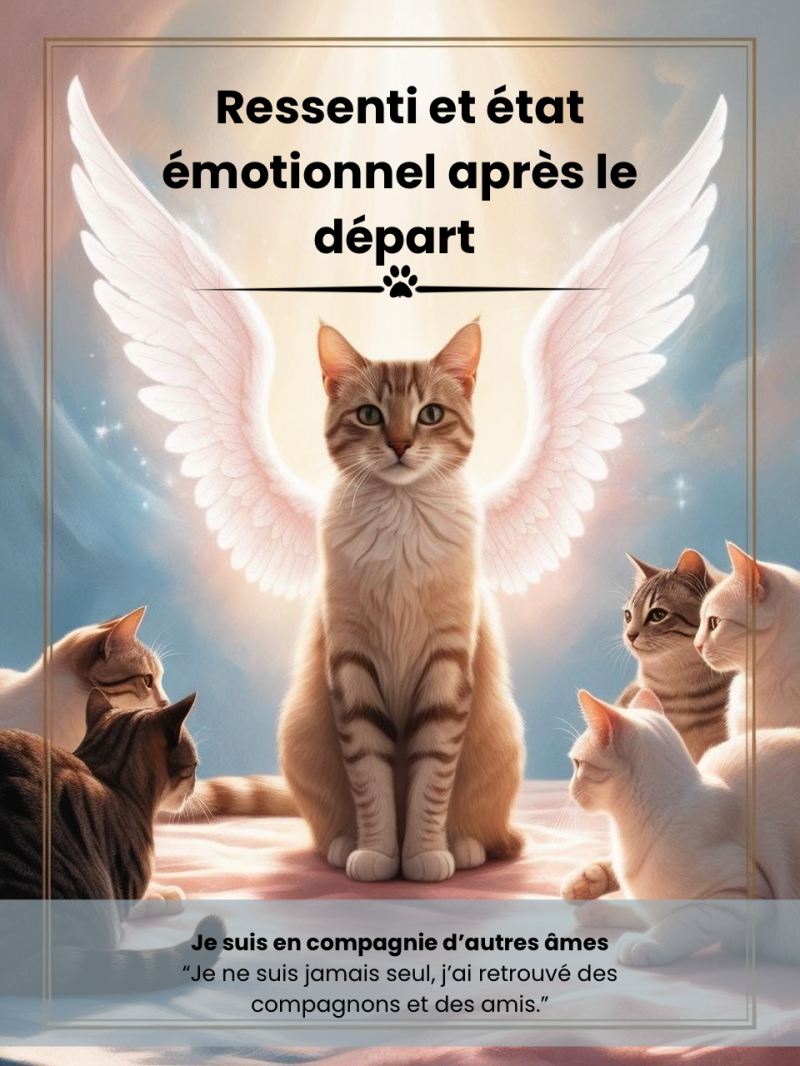 Oracle de communication animale : chat décédé