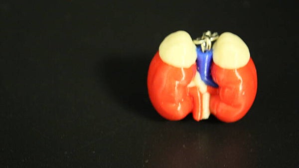 Anatomie – Organen Collectie