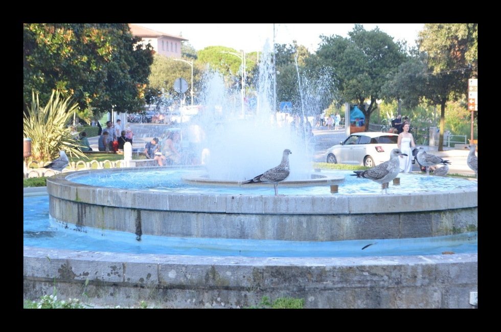 Opatija birds quenching their thirst opposite the bus terminal