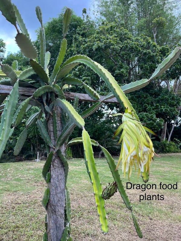 ATTRACTION - Exotic Vegetation  #2  ( WORKS IN PROGRESS ) Free if you stay in the site