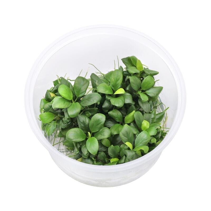 Anubias Nana Bonsai In Vitro