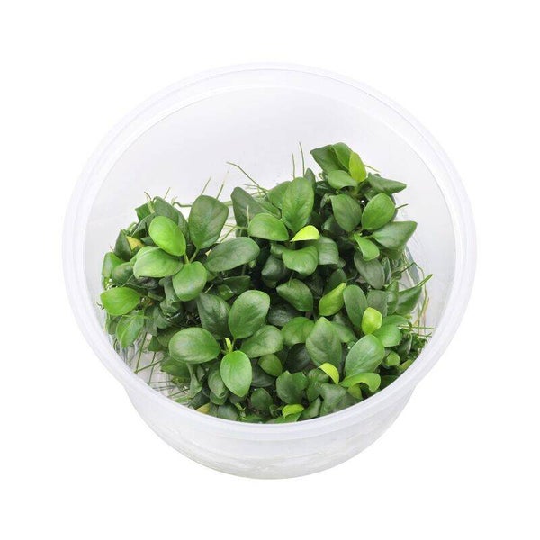 Anubias Nana Bonsai In Vitro