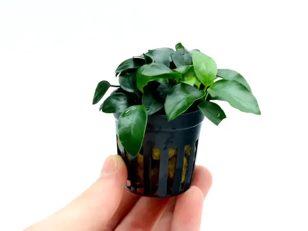 Anubias Nana Bonsai