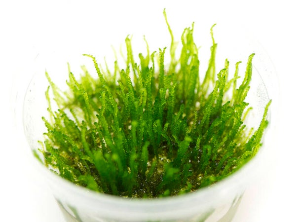 Flame Moss In Vitro