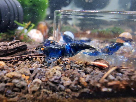 de mooiste garnalen voor in uw garnalen aquarium kunt u de mooiste garnalen voor in uw garnalen aquarium kunt u