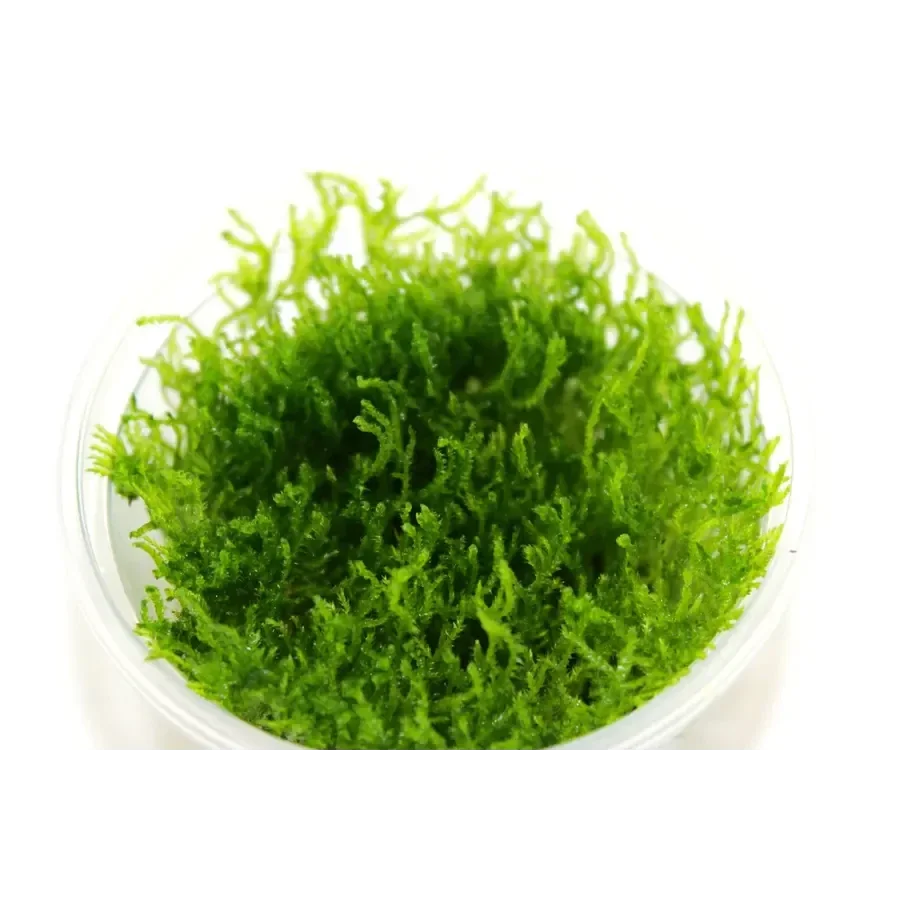Peacock Moss In Vitro