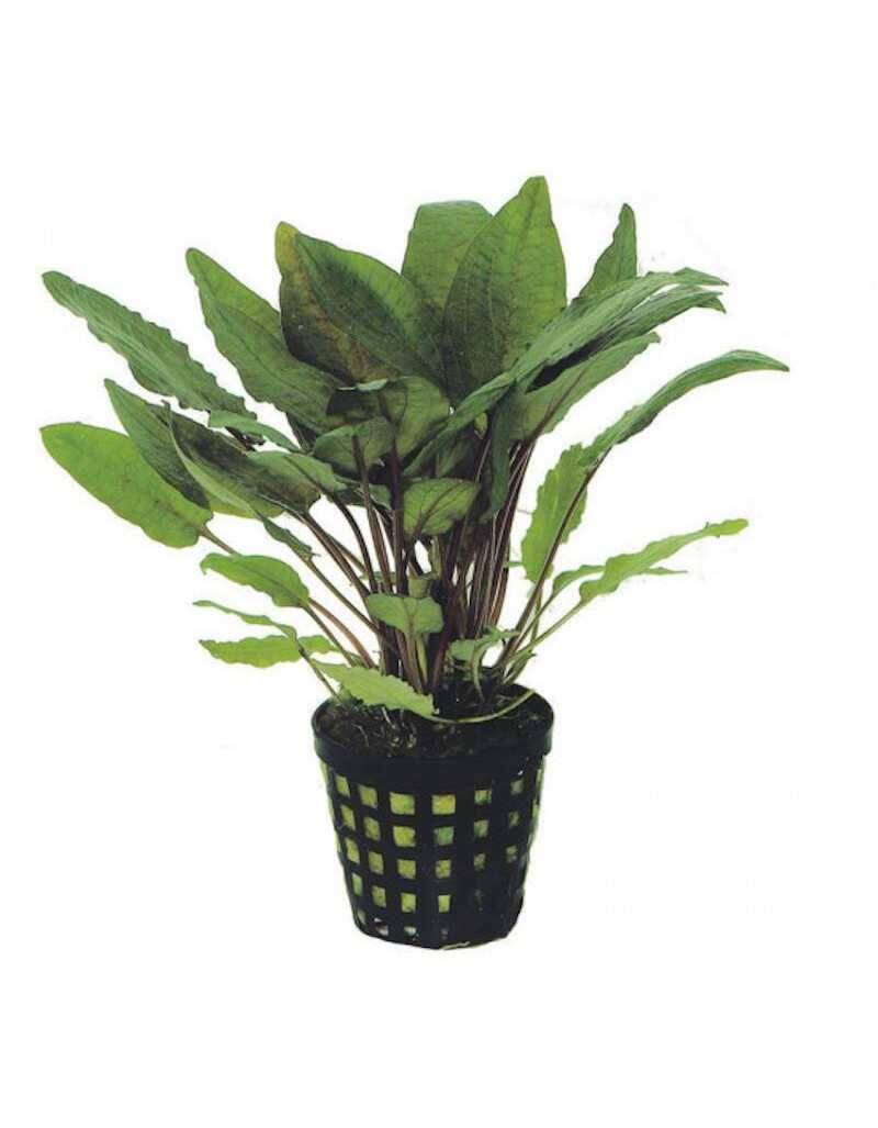 Cryptocoryne Wendtii Green