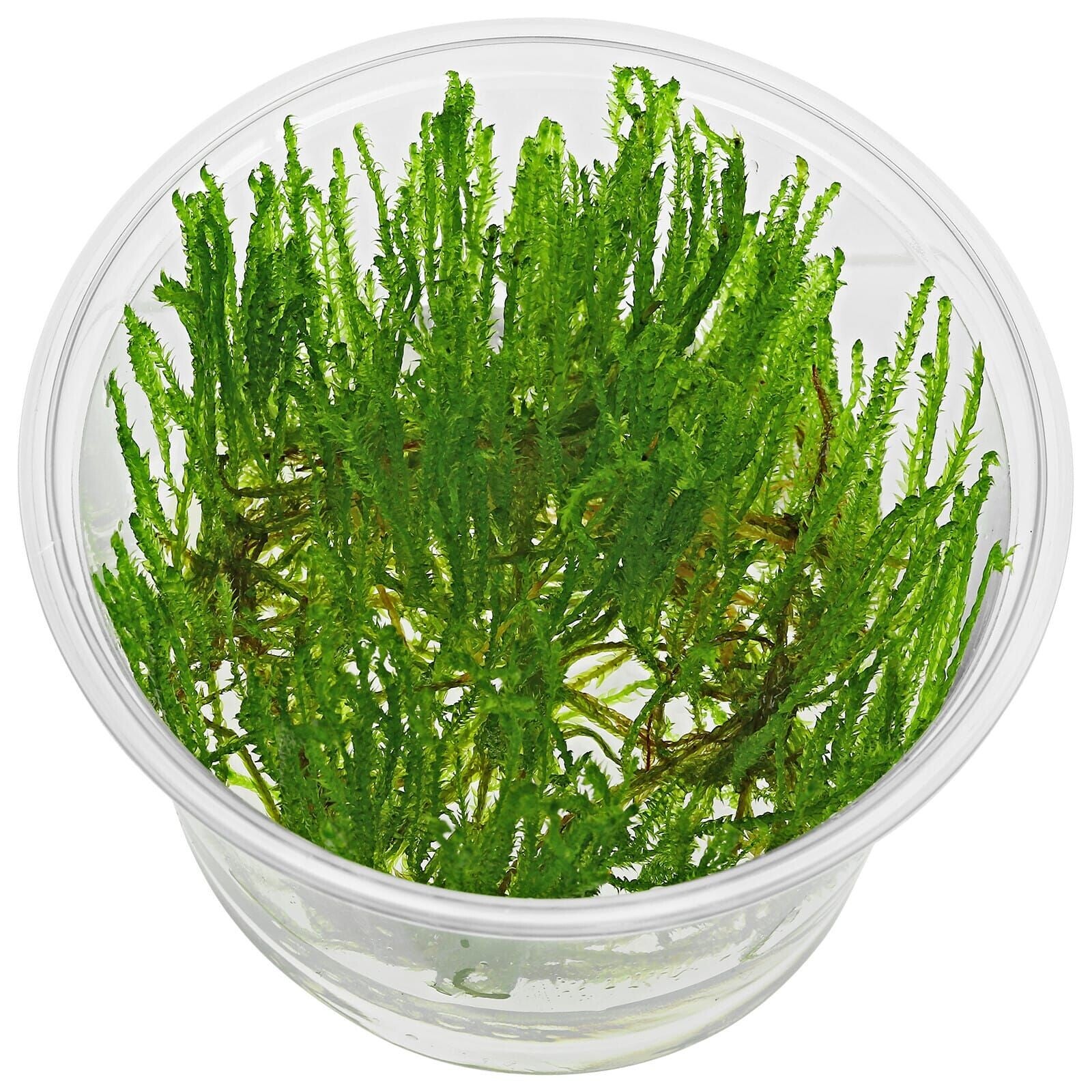 Taiwan Moss In Vitro
