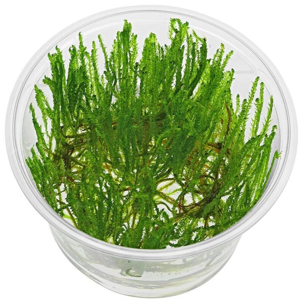 Taiwan Moss In Vitro