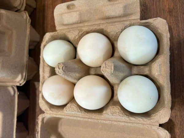Pasture Raised Duck Eggs