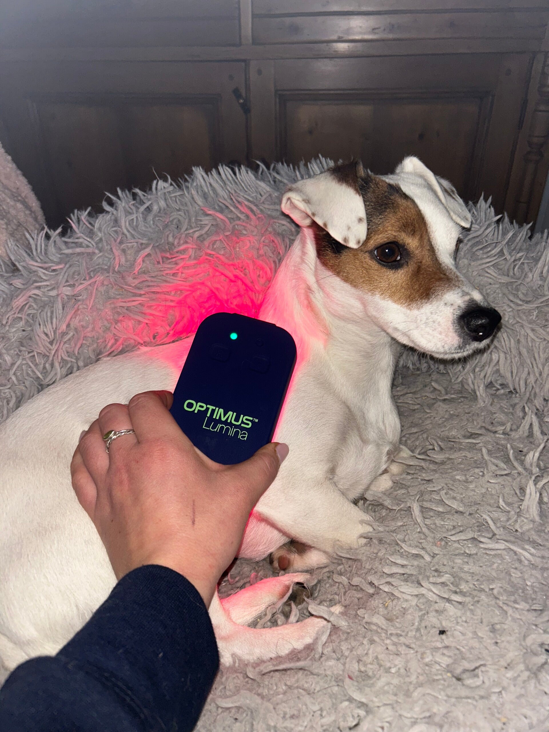 Dog massage near me canine massage Somerset Devon Avon north Devon laser therapy dog laser 