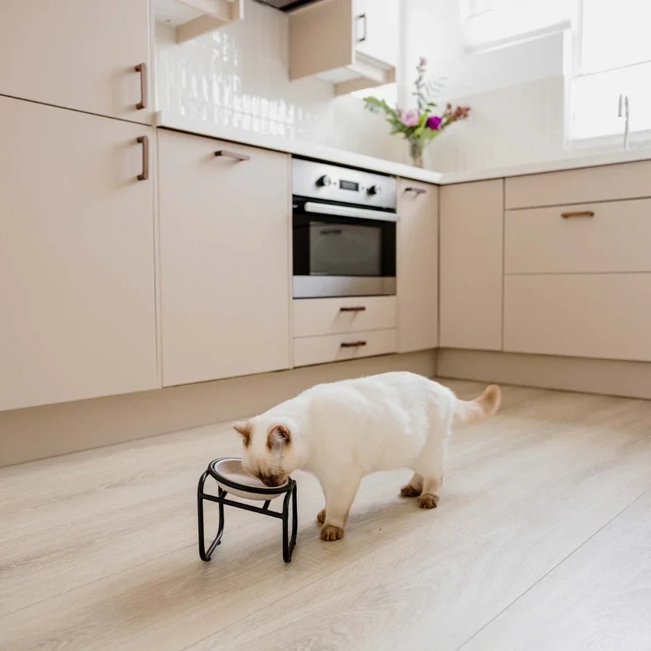 BUTLER Single für Katzen