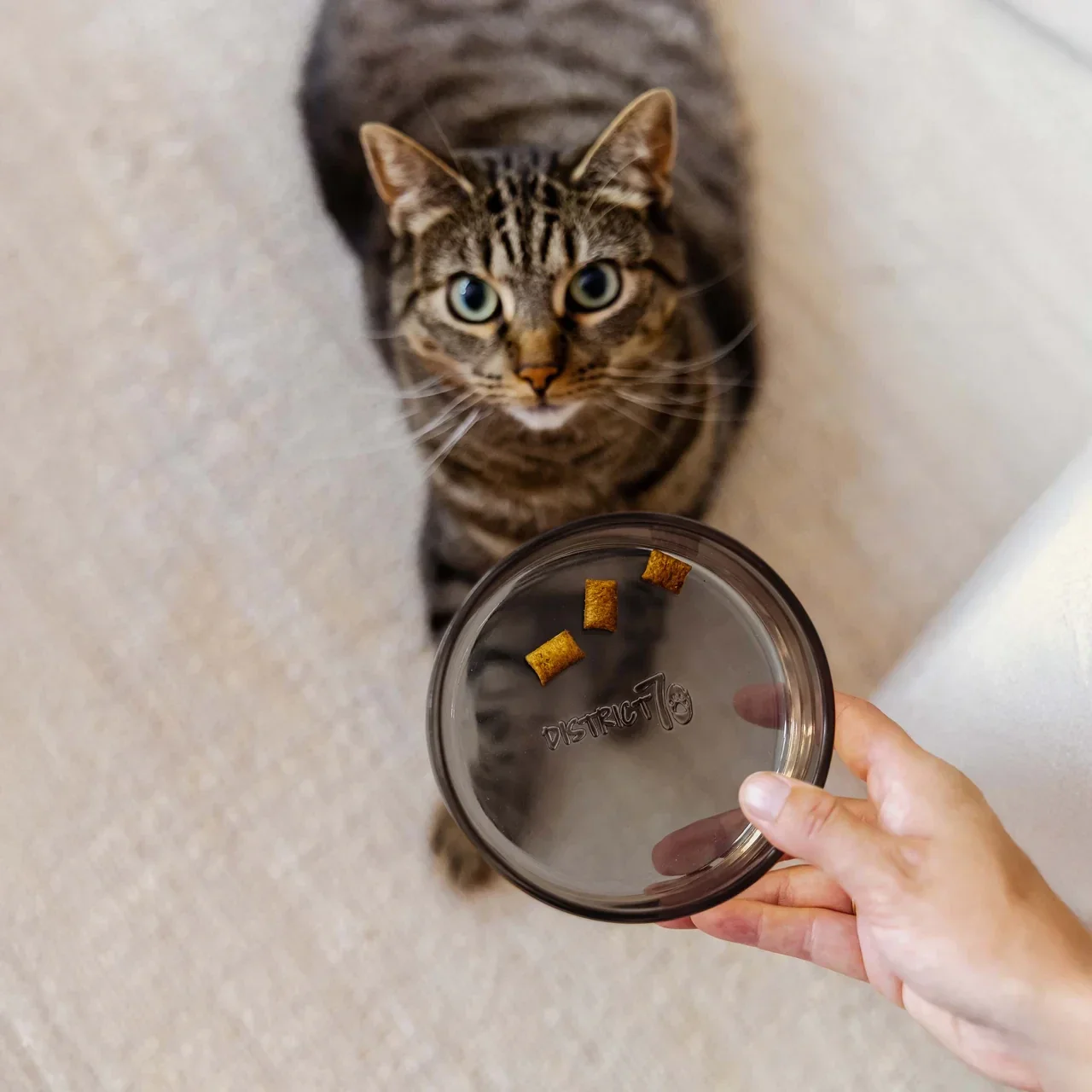 DAWN - Katzenfutternapf aus Glas