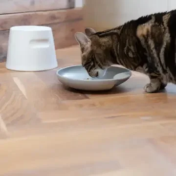 Hoopo Plate Katzennapf aus weißem Porzellan