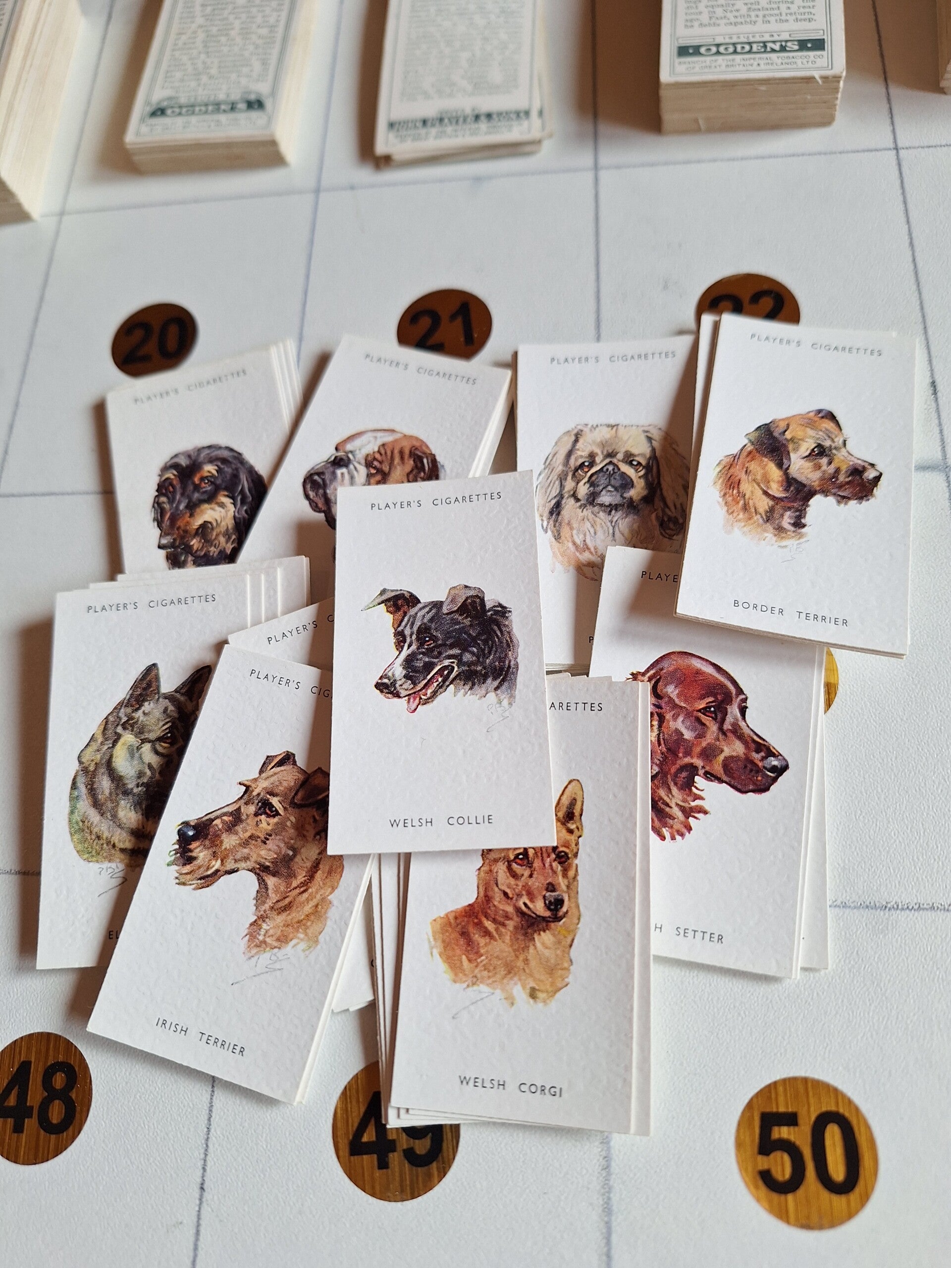 DOGS HEADS BY BIEGEL COMPLETE SET OF 50 CIGARETTE CARDS UNISSUED ORIGINAL CARDS FROM TILLEYS OF SHEFFIELD JOHN PLAYER & SONS