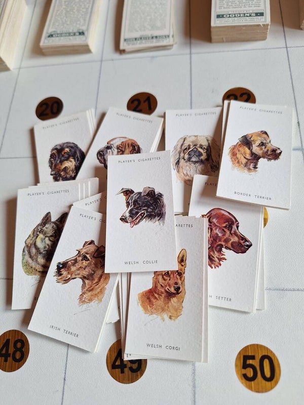 DOGS HEADS BY BIEGEL COMPLETE SET OF 50 CIGARETTE CARDS UNISSUED ORIGINAL CARDS FROM TILLEYS OF SHEFFIELD JOHN PLAYER & SONS
