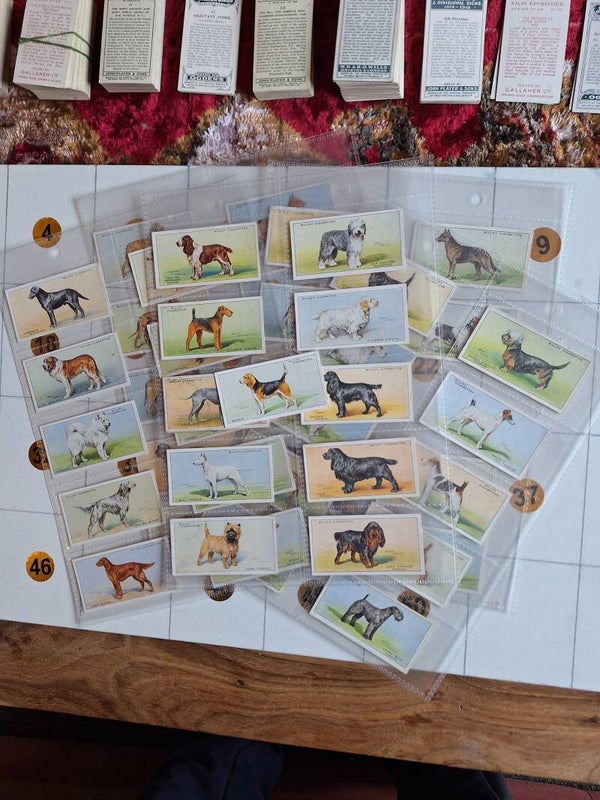 DOGS  COMPLETE SET OF 50 CIGARETTE CARDS 1937 ORIGINAL CARDS FROM TILLEYS OF SHEFFIELD W D & H O WILLS LTD