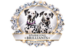 Sparkling Brilliants Dalmatiner