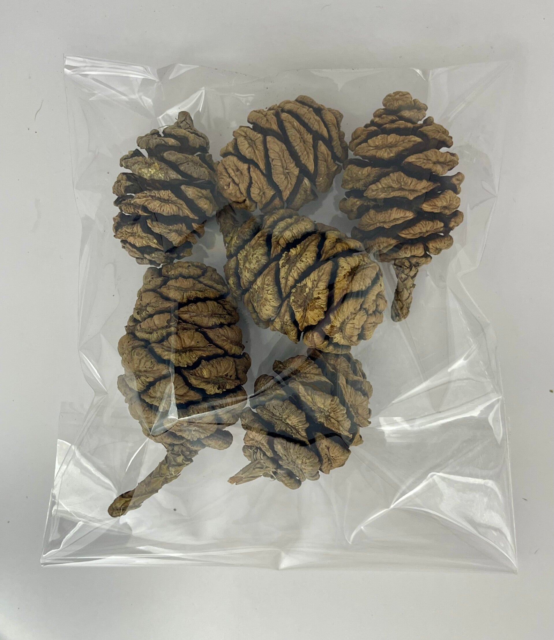 Knutselzakje Dennenappels Naturel 6 st