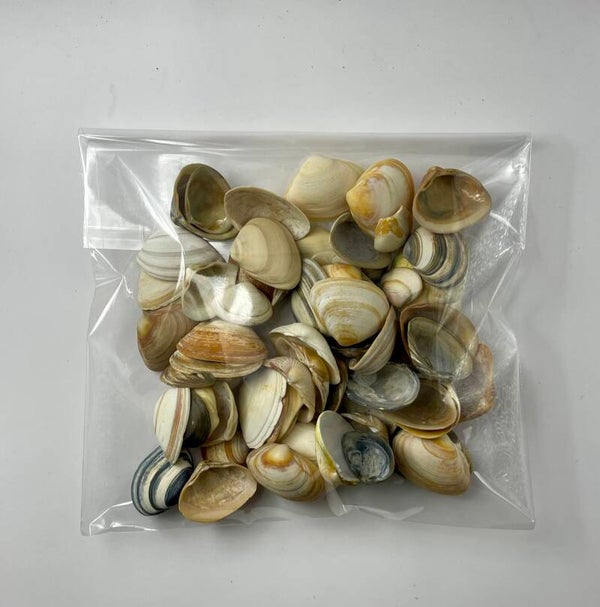 Knutselzakje Schelpen