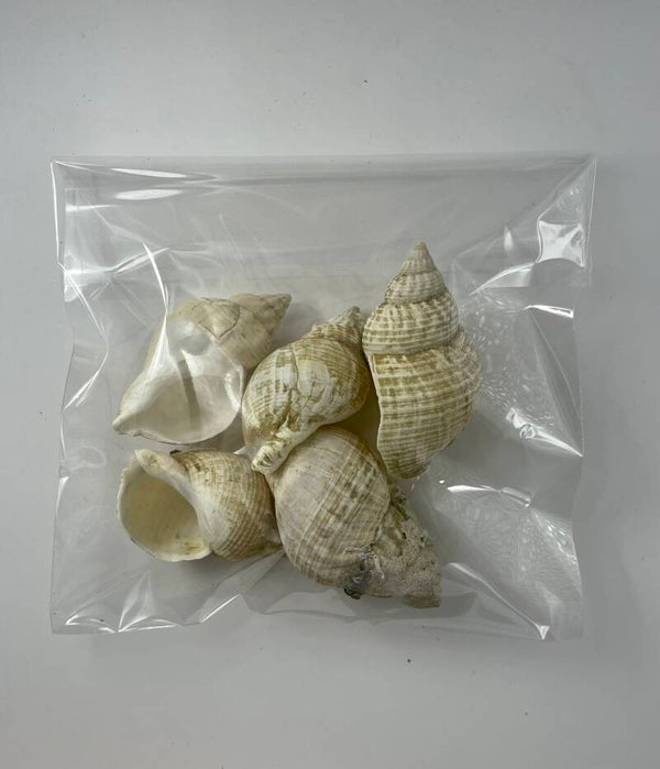 Knutselzakje Schelpen Hoorn Groot