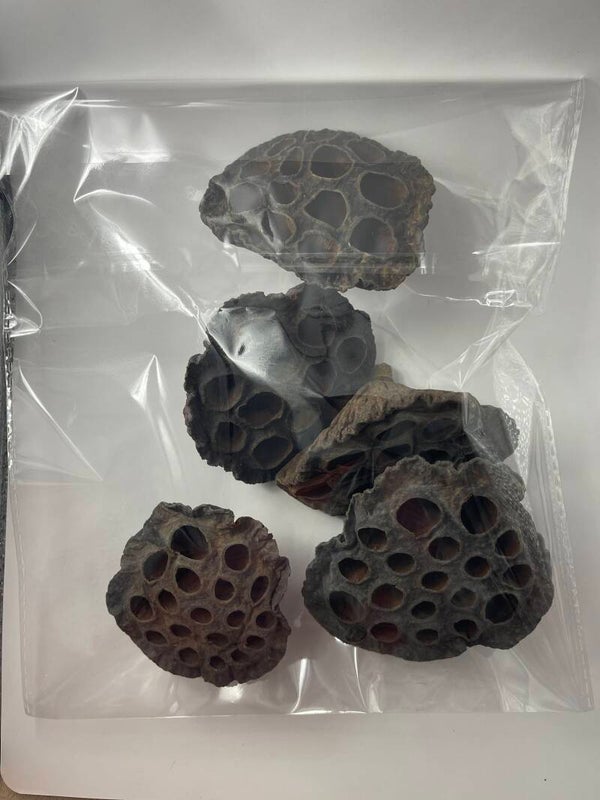 Knutselzakje Lotus Pods 5 stuks