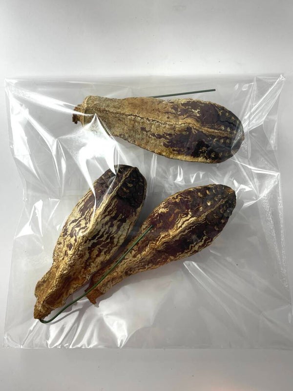 Knutselzakje Mahonievruchten