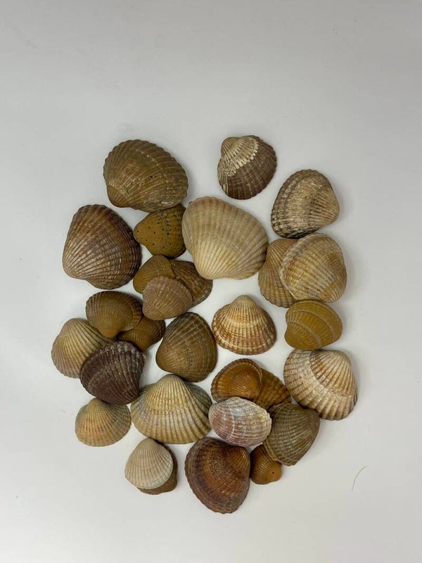 Knutselzakje Schelpen Middel