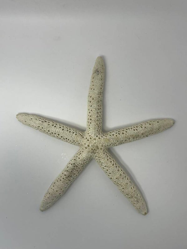 Knutselzakje Zeester