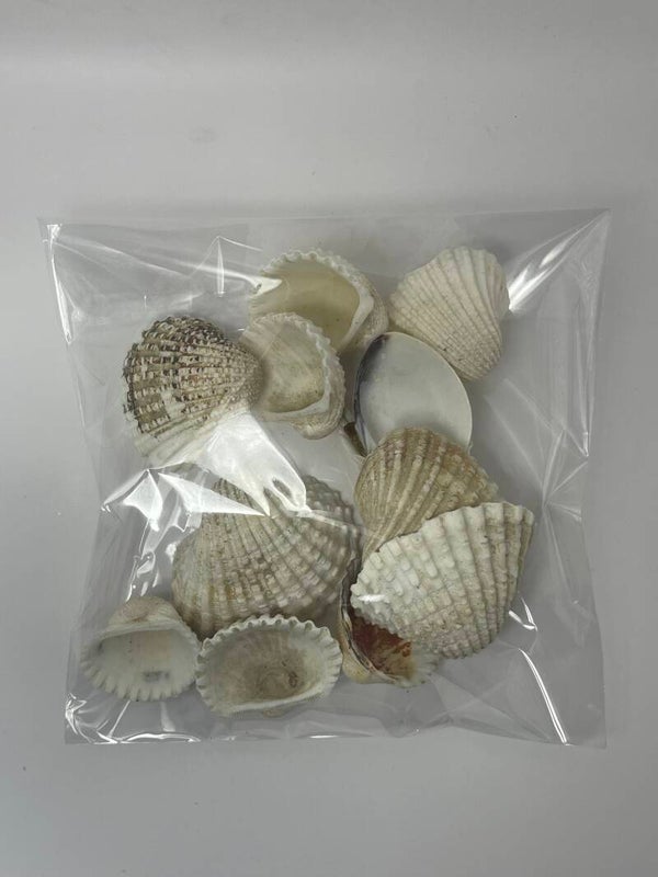 Knutselzakje Schelpen Wit