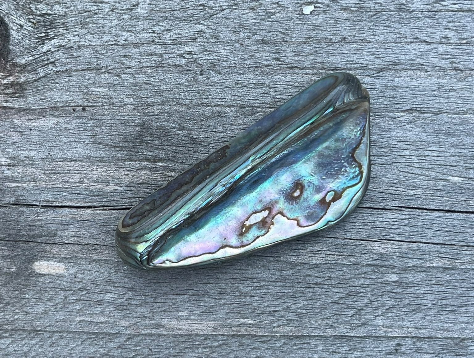 Abalone (Paua) Schelp