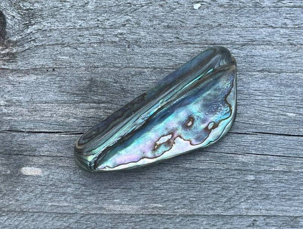 Abalone (Paua) Schelp