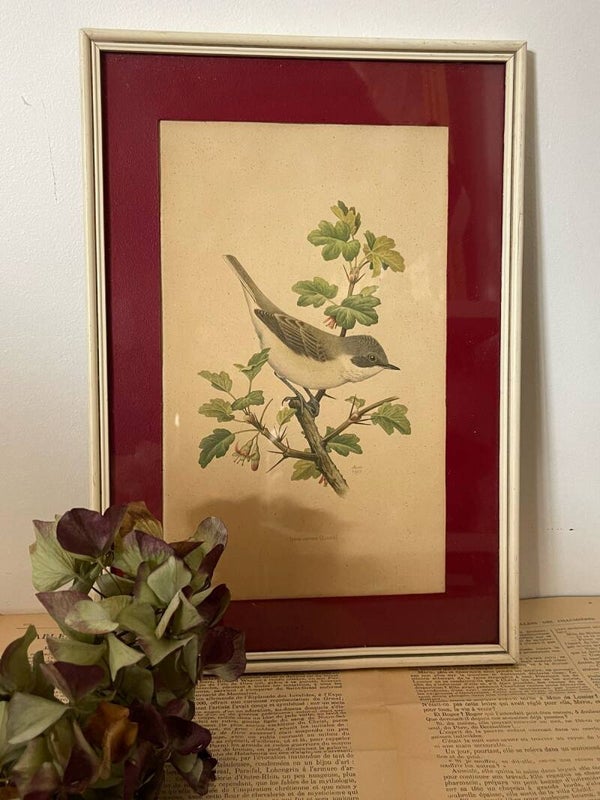 Cadre sous verre et lithographie – Élégance naturaliste