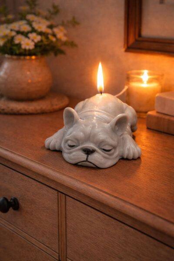 Bulldogge Hund