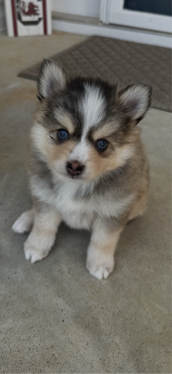 Axel