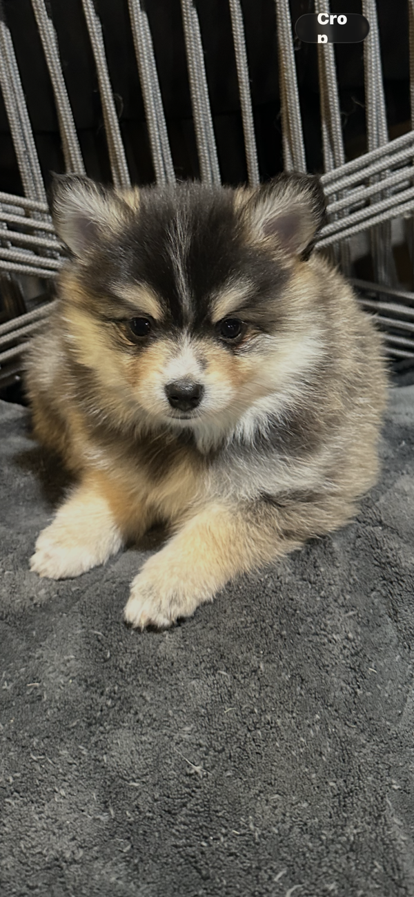 Cosmo