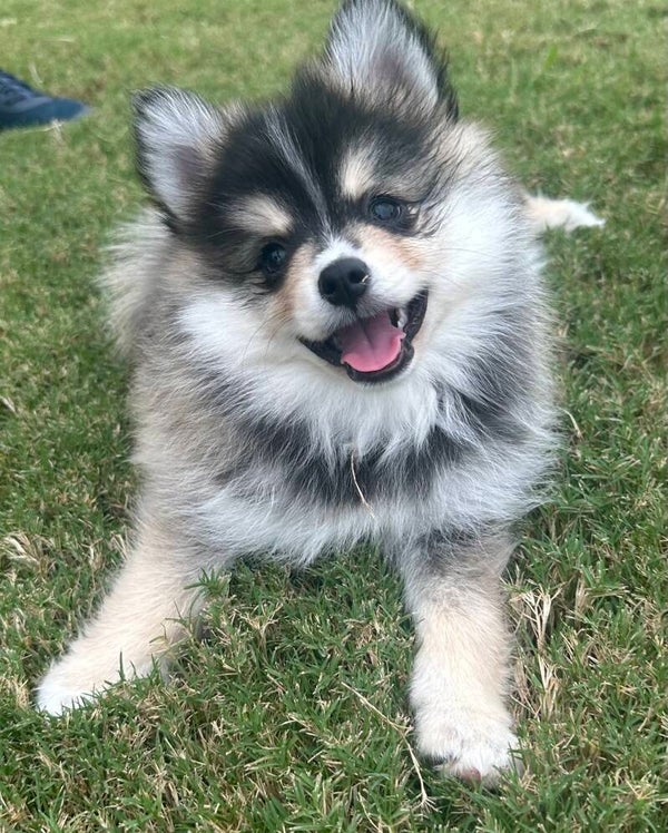 Cosmo
