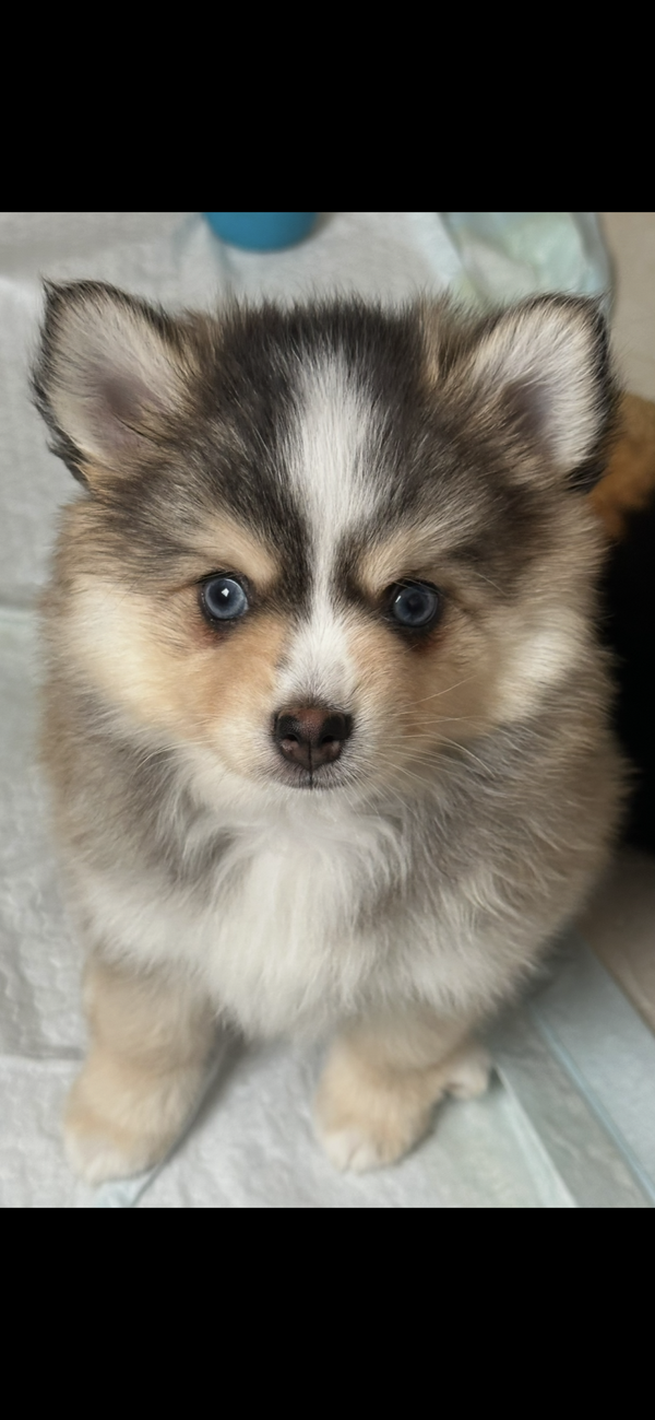 Axel - SOLD