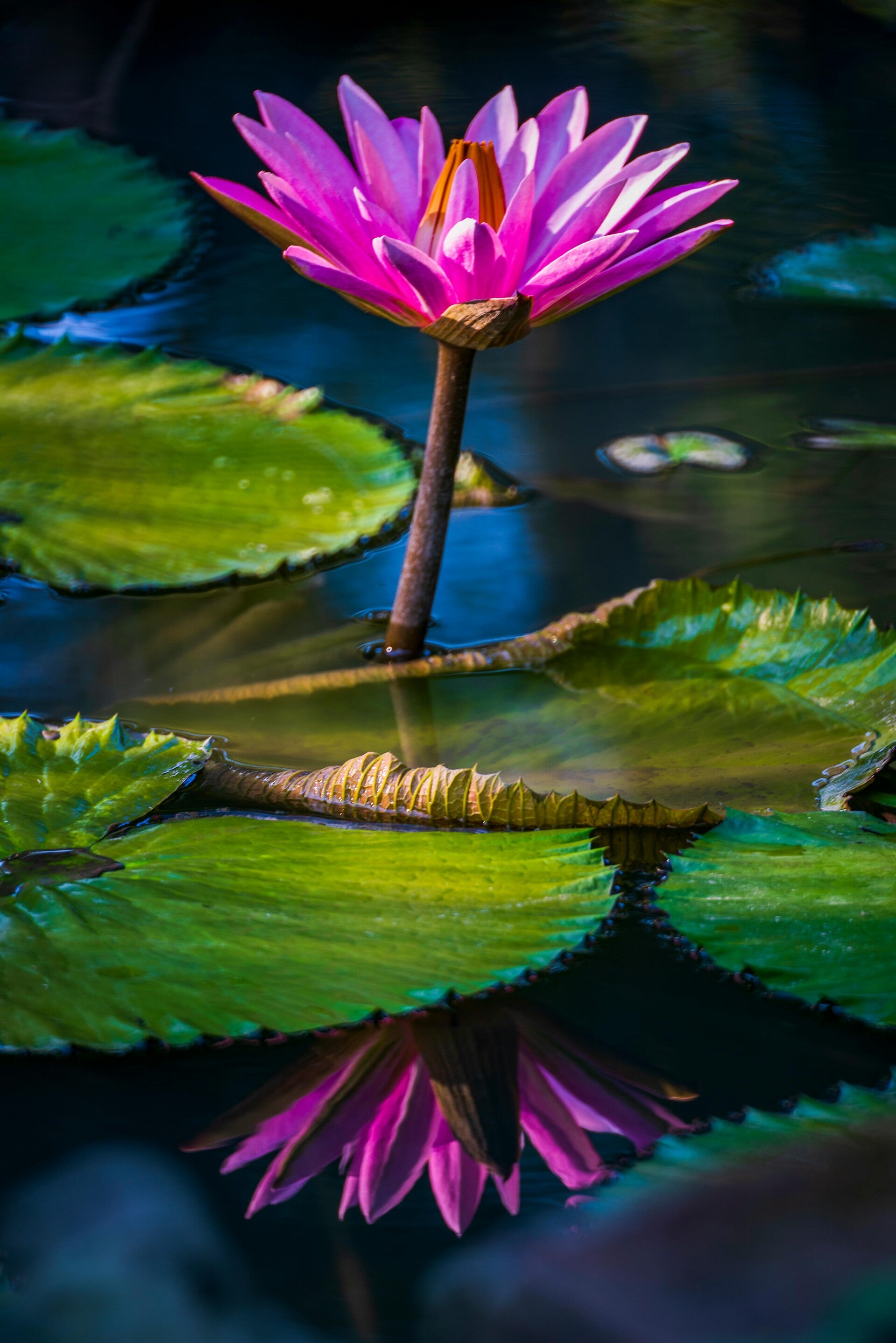 Lo psicologo non lavora esclusivamente su situazioni di malessere, ma può essere un importante alleato per migliorare il proprio benessere psicologico e le interazioni quotidiane. Utile per adolescenti in crisi e donne in crisi