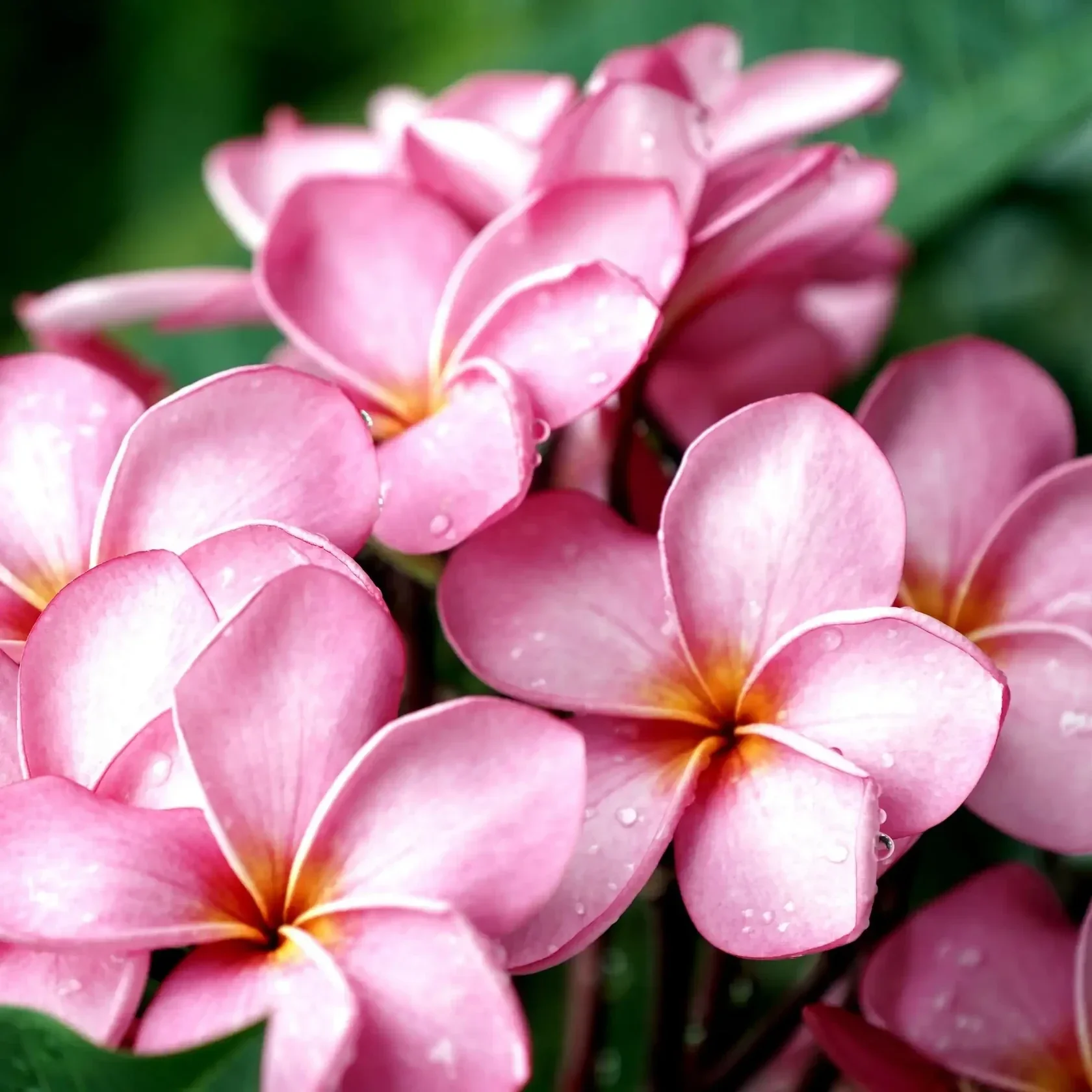 Fleur de Frangipanier