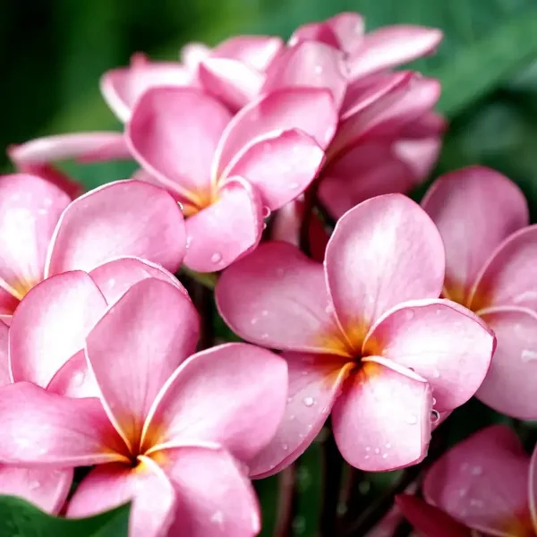 Fleur de Frangipanier