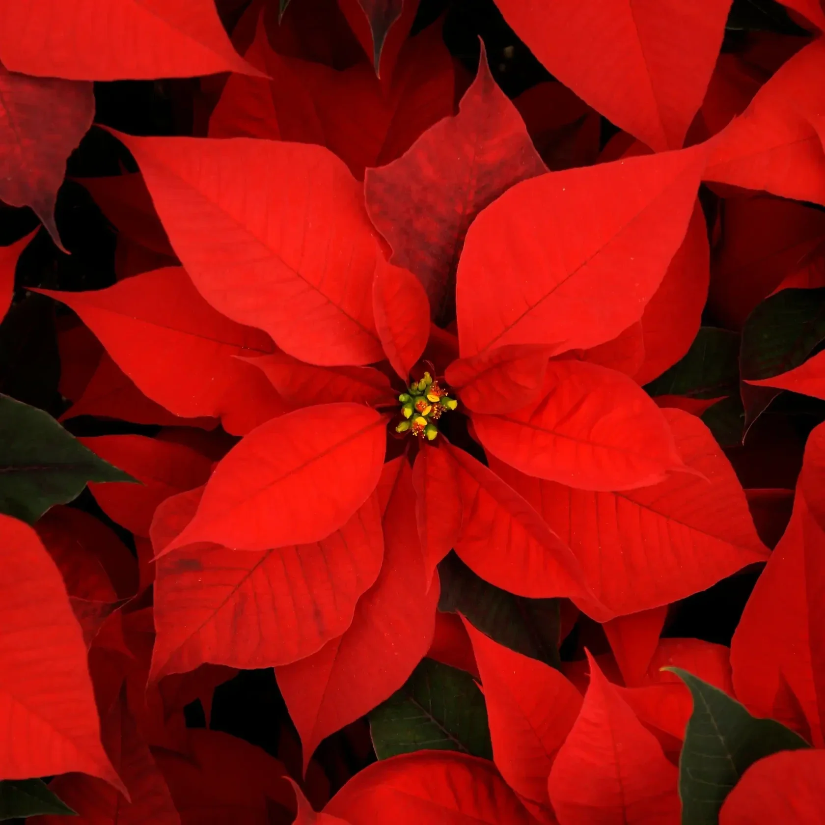 Fleur de Noel