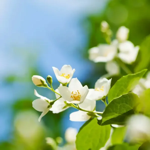 Jasmin Estival