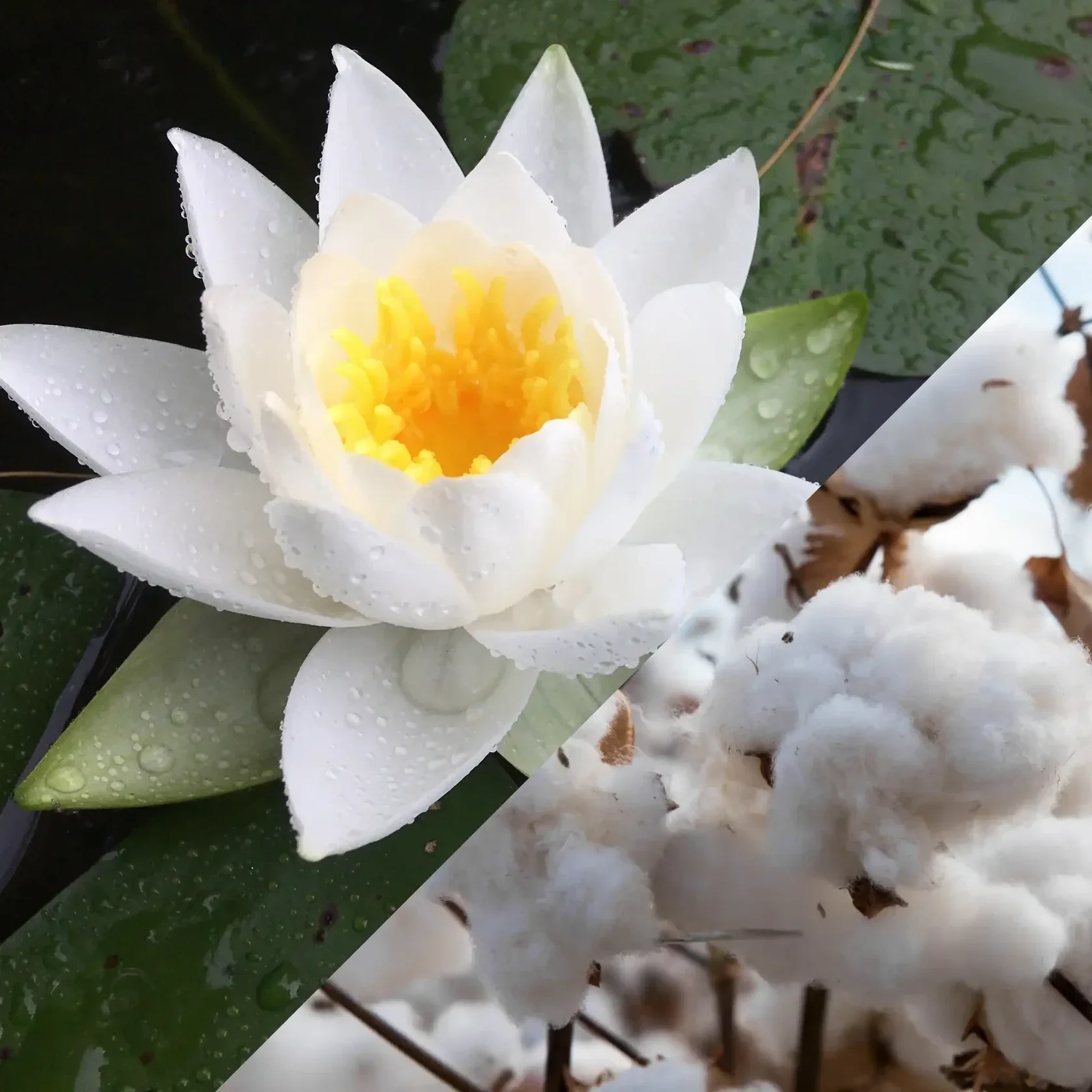 Lotus blanc-Coton