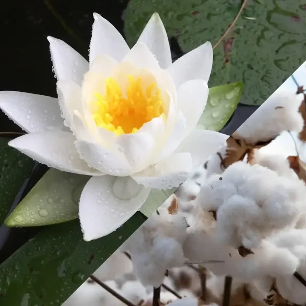 Lotus blanc-Coton